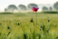 Klatschmohn am Morgen