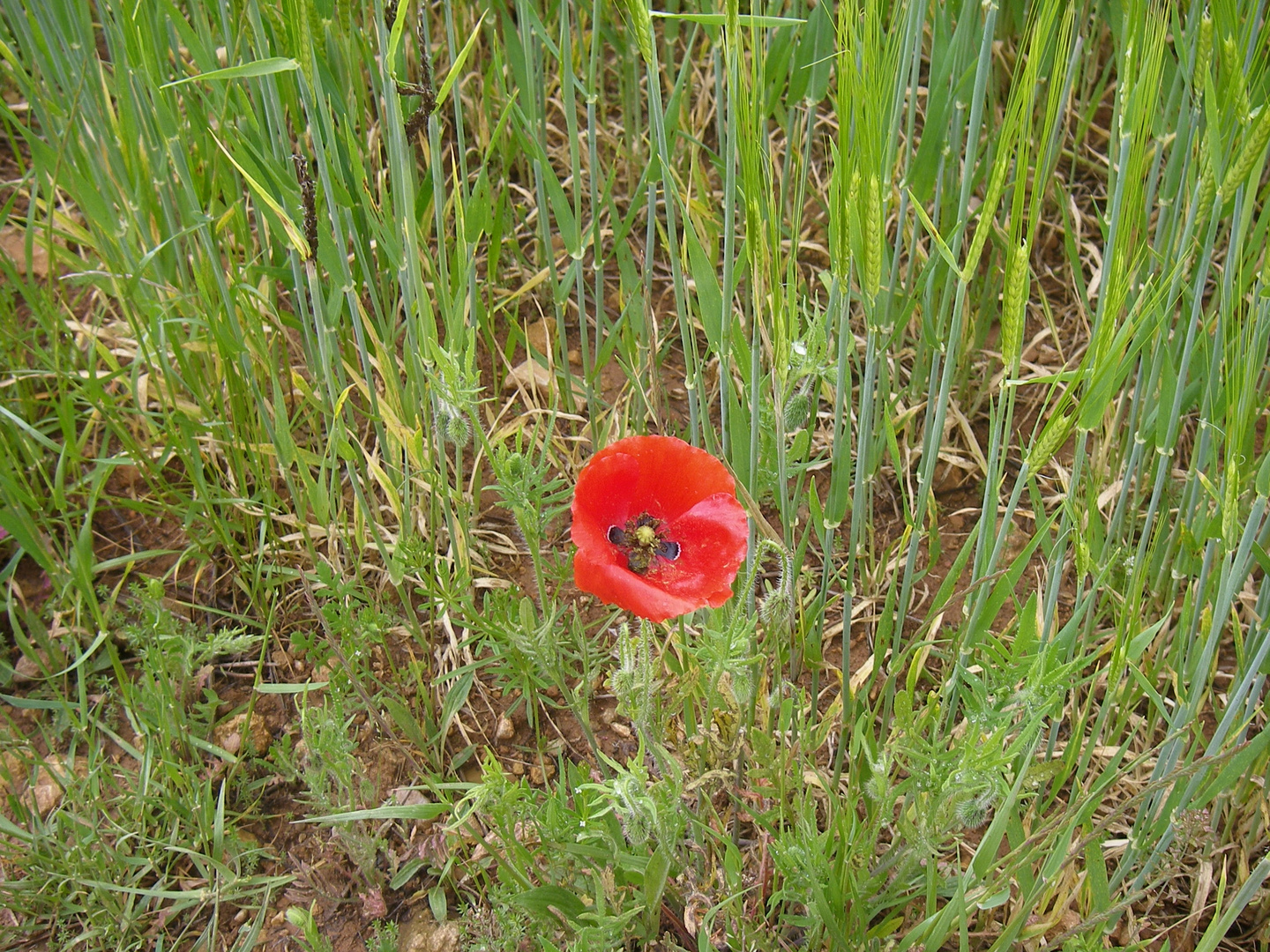 Klatschmohn am Pilgerweg