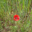 Klatschmohn am Pilgerweg