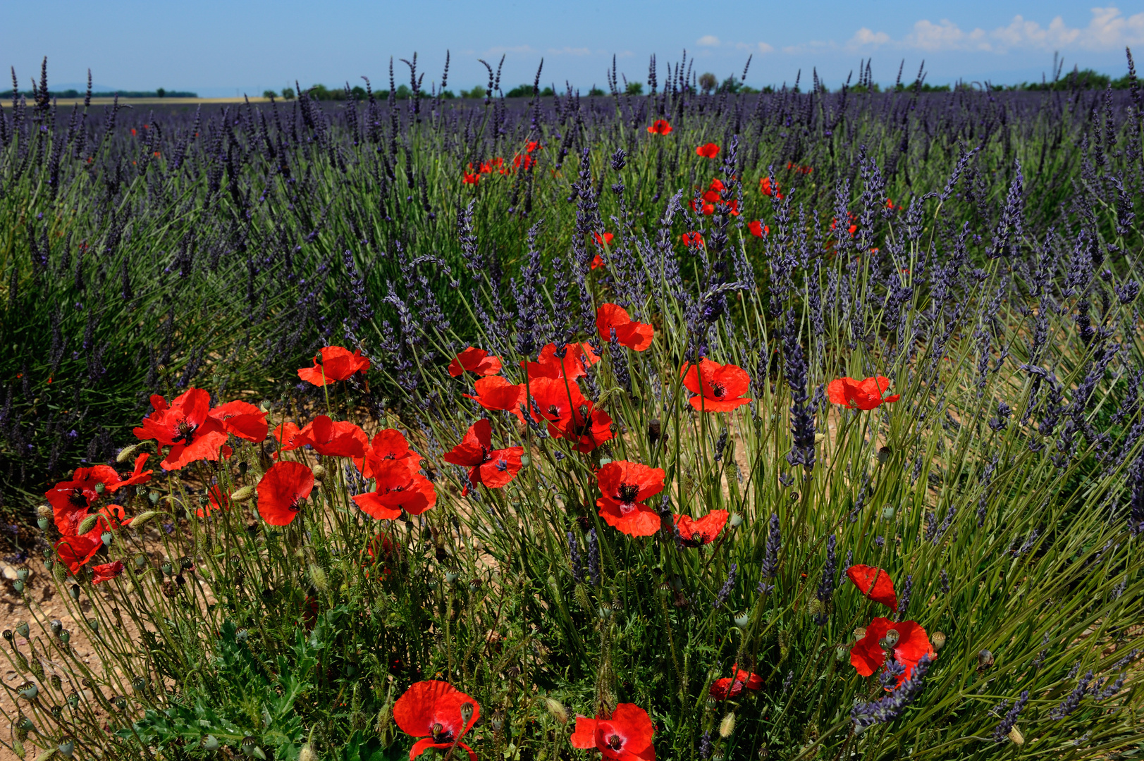 Klatschmohn am Rande von Lavendelfeldern