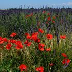 Klatschmohn am Rande von Lavendelfeldern