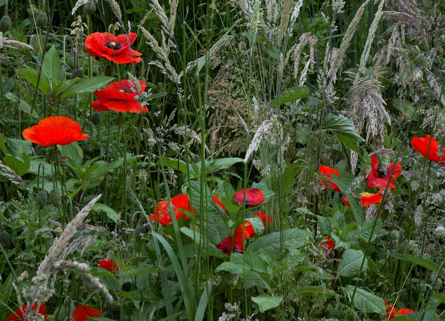 Klatschmohn am Wegesrand