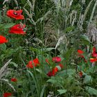 Klatschmohn am Wegesrand