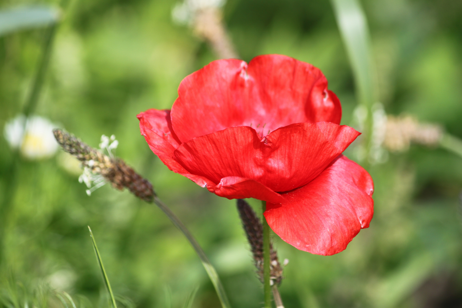 Klatschmohn am Wegesrand