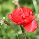 Klatschmohn am Wegesrand