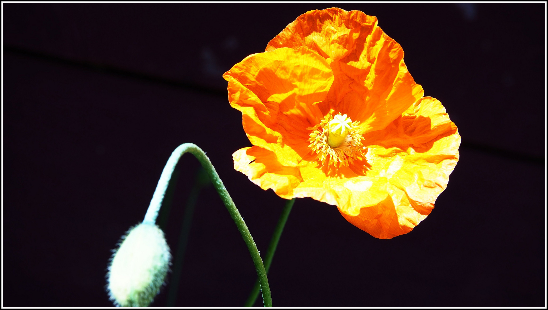 Klatschmohn am Wegesrand