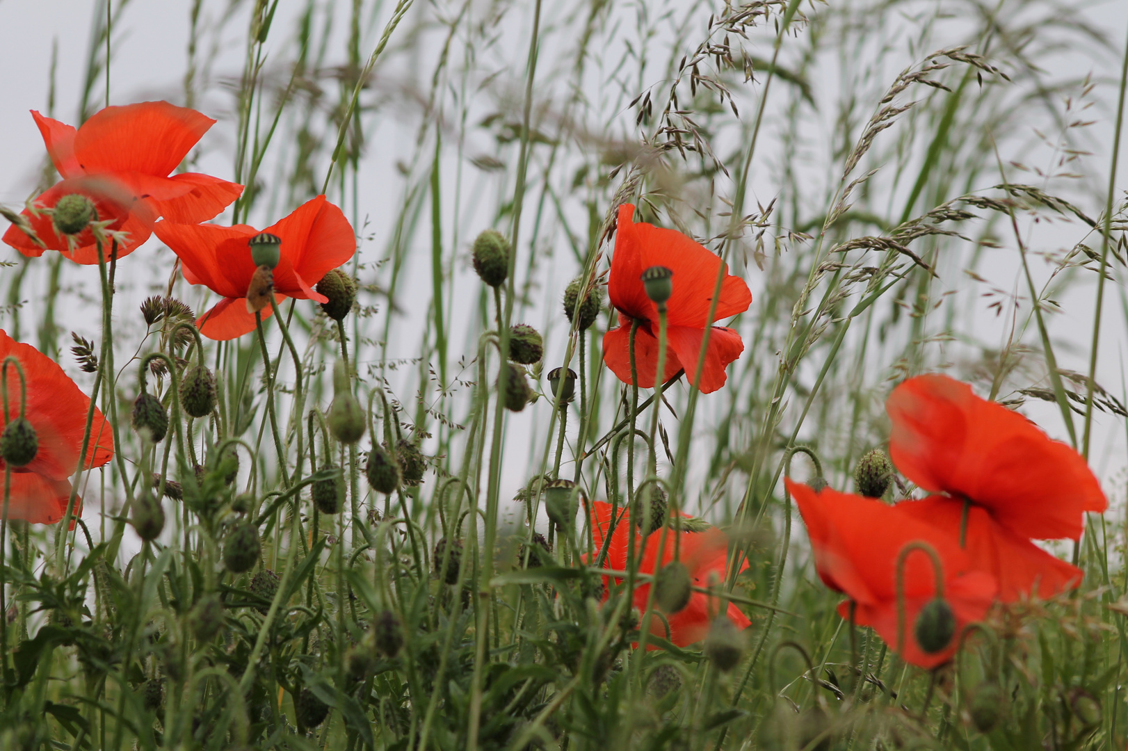 Klatschmohn am Wegesrand