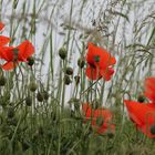 Klatschmohn am Wegesrand