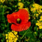 Klatschmohn am Wegesrand