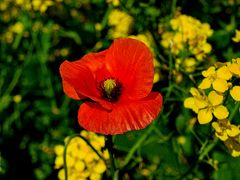 Klatschmohn am Wegesrand