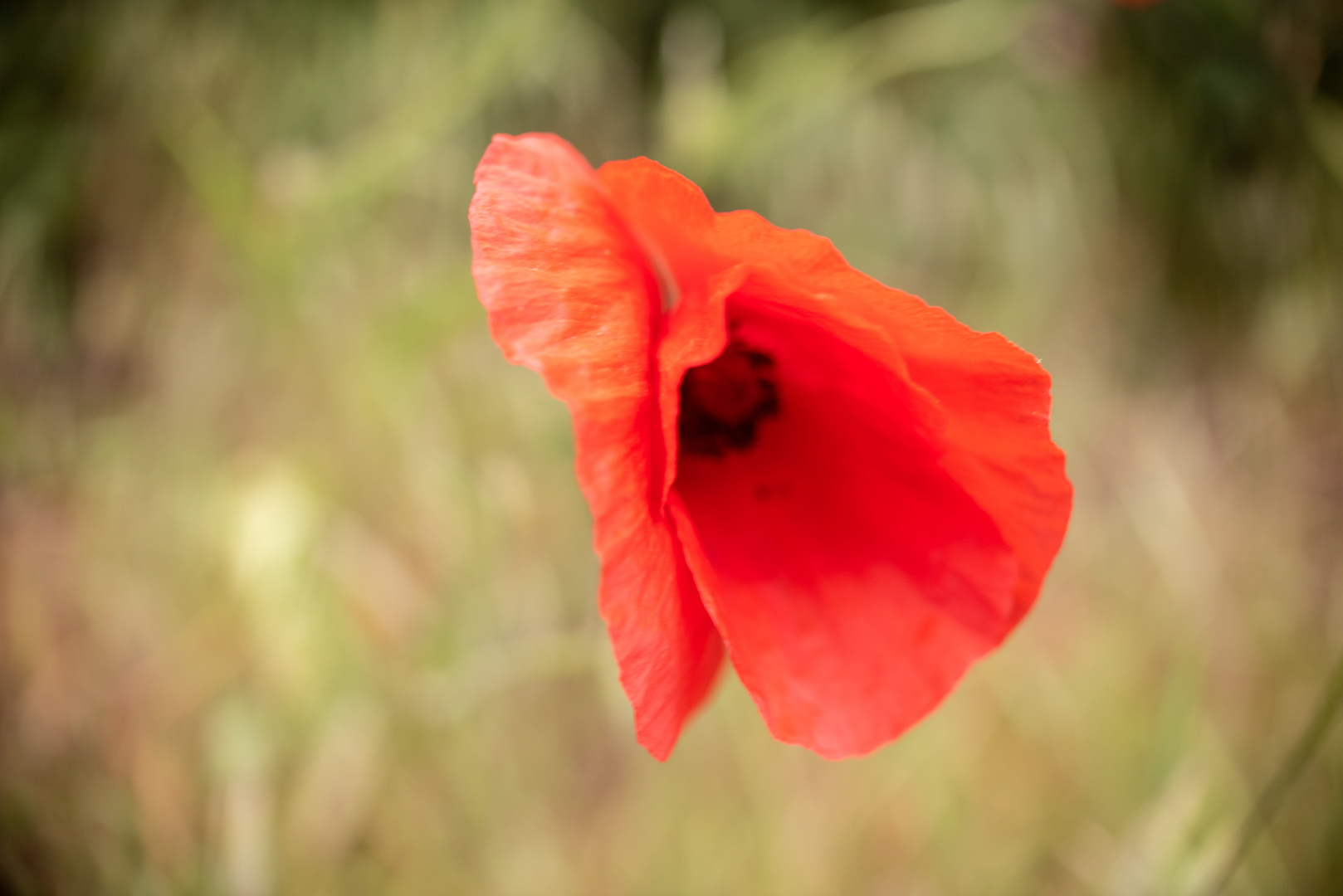 Klatschmohn am Wegesrand