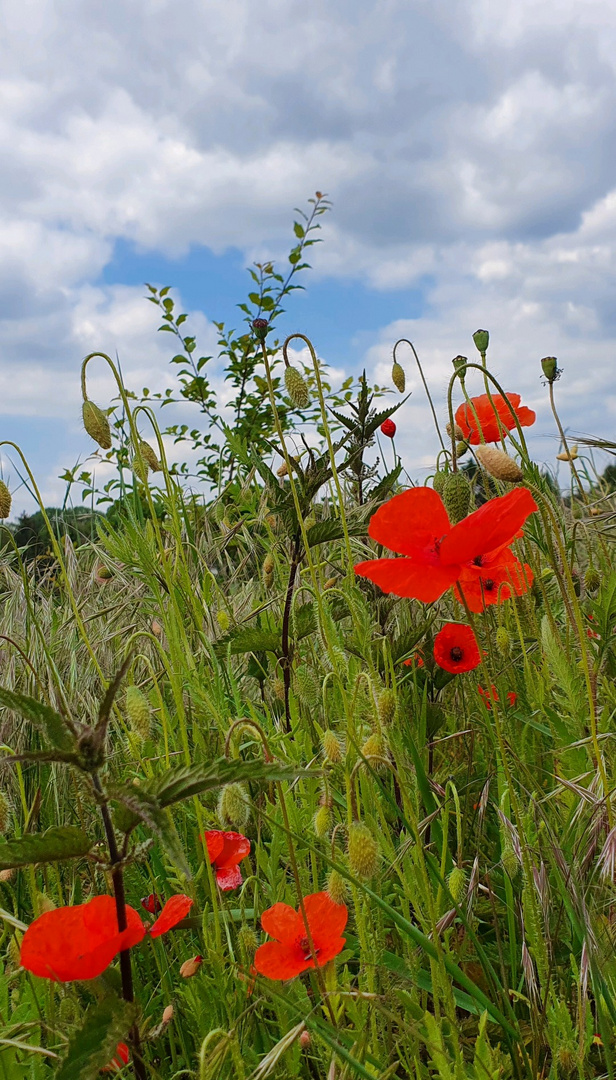 Klatschmohn, am Wegesrand