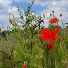 Klatschmohn, am Wegesrand