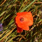 Klatschmohn am Wegesrand in der Hammer Lippeaue