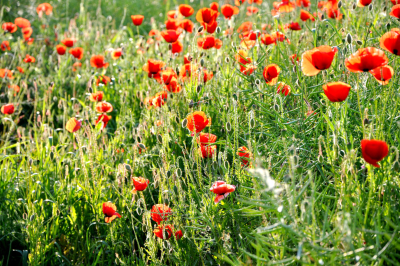 Klatschmohn am Wegesrand - Thüringen