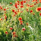 Klatschmohn am Wegesrand - Thüringen