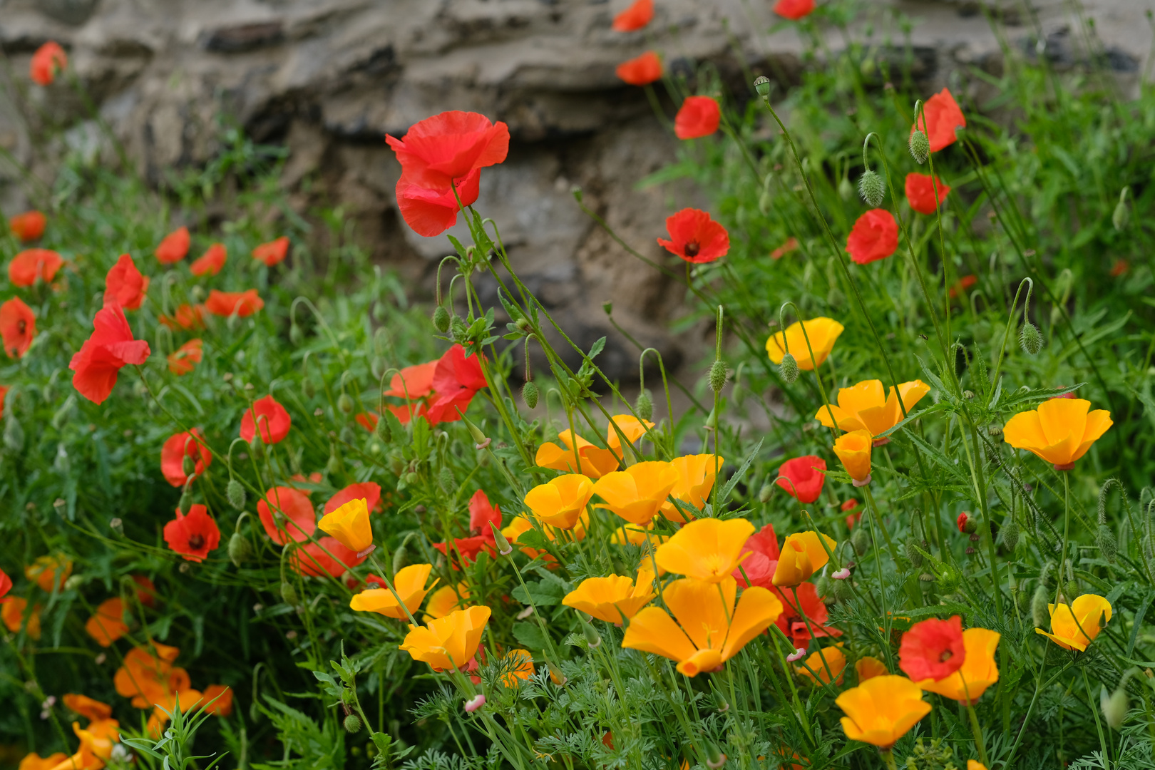 Klatschmohn am Wegrand