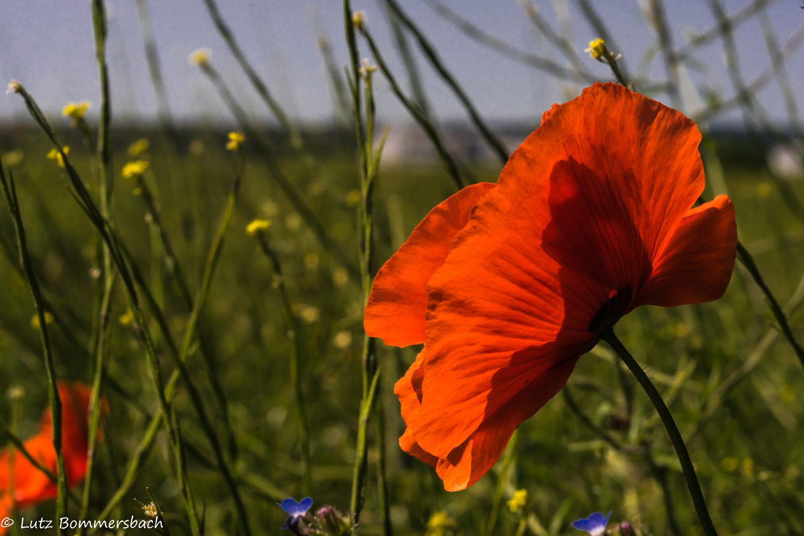 Klatschmohn an der Wiese