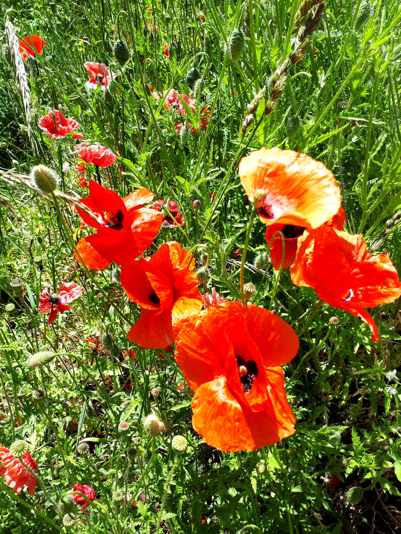 Klatschmohn an Wegesrand