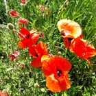 Klatschmohn an Wegesrand