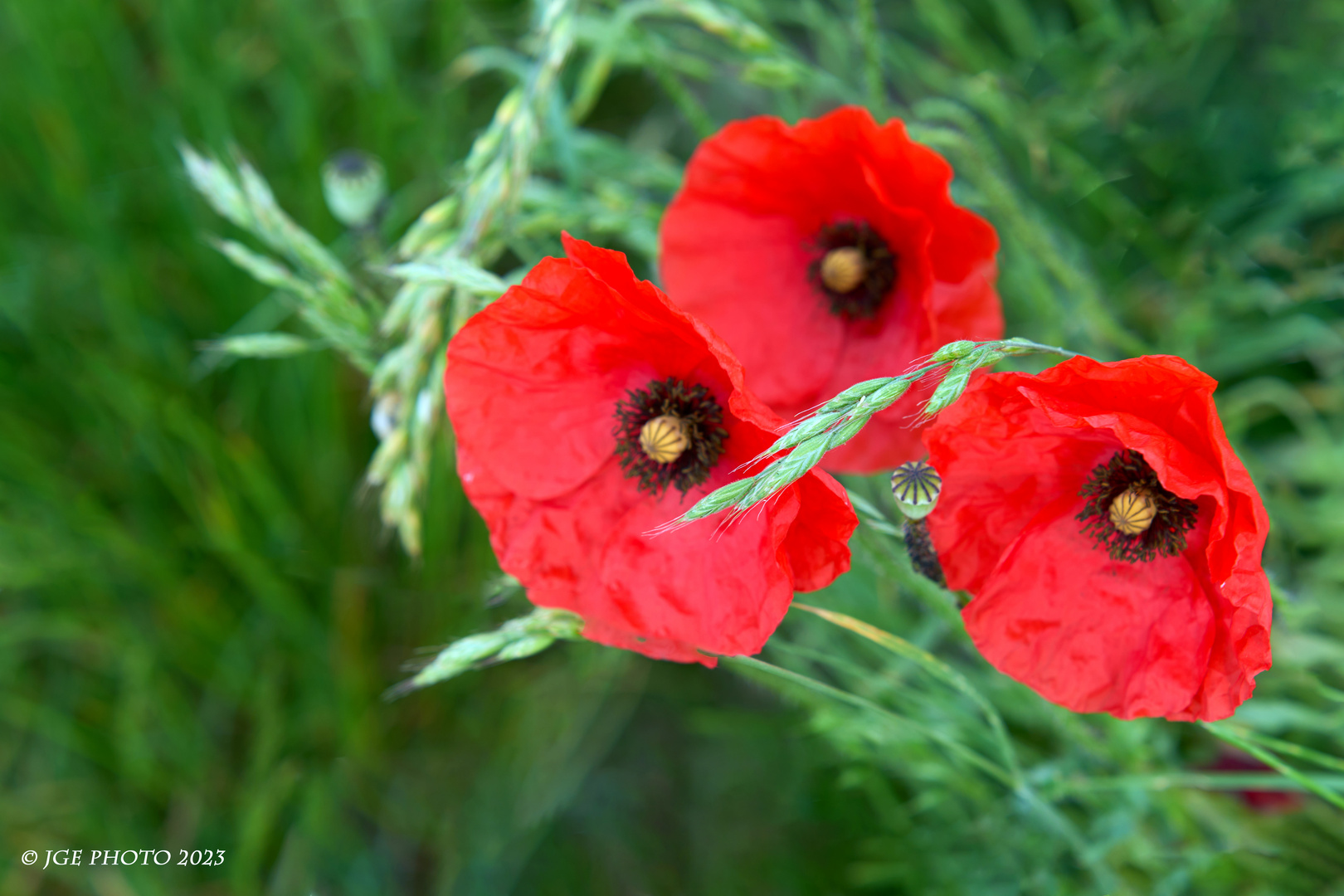 Klatschmohn auf dem Binnendamm Bobenheim-Roxheim