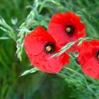 Klatschmohn auf dem Binnendamm Bobenheim-Roxheim