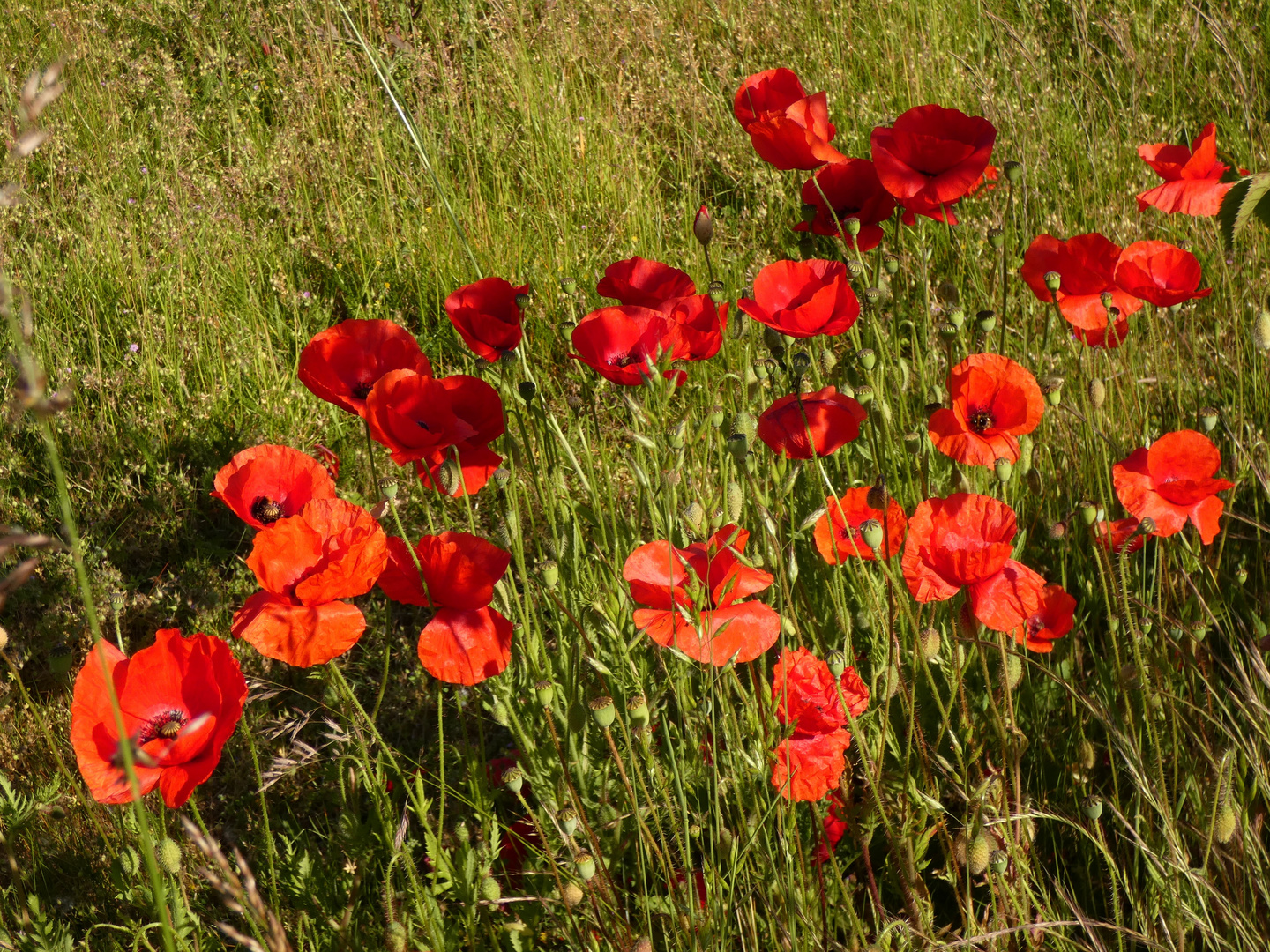 Klatschmohn auf einer Wiese