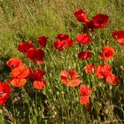 Klatschmohn auf einer Wiese