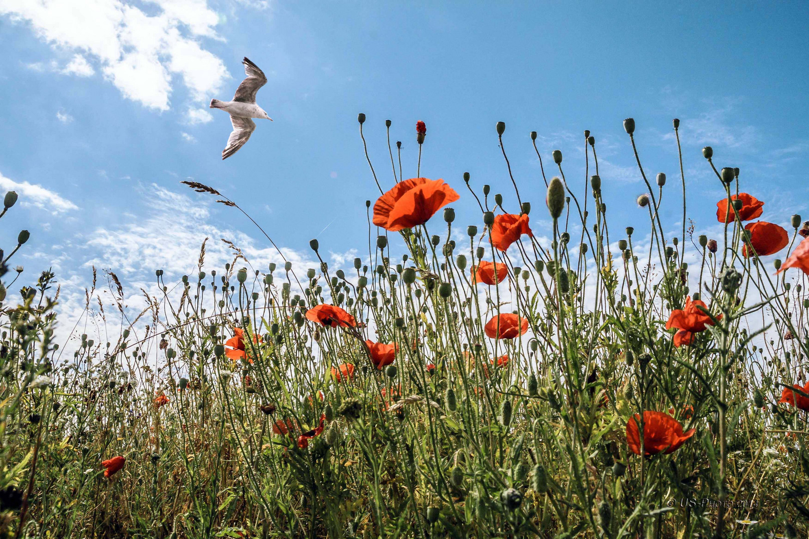 Klatschmohn auf Hiddensee