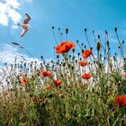 Klatschmohn auf Hiddensee