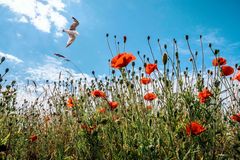 Klatschmohn auf Hiddensee