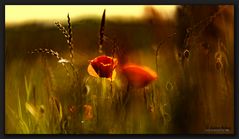  Klatschmohn auf Usedom