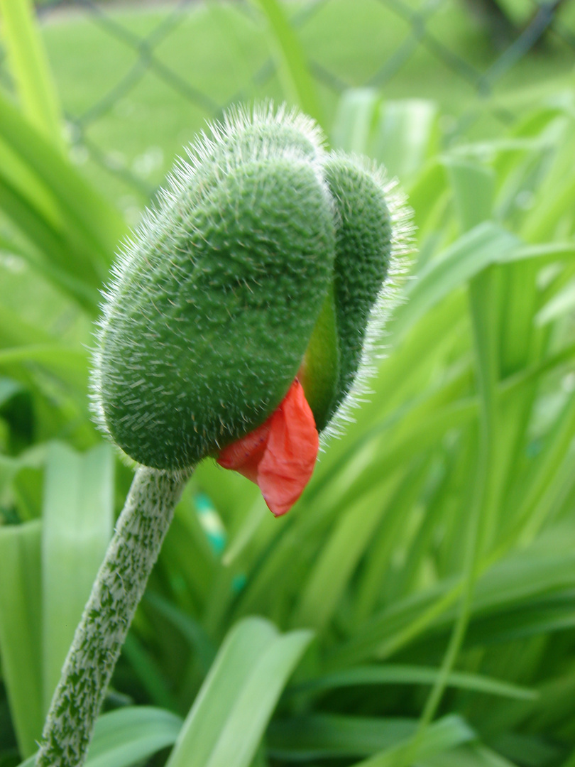 Klatschmohn *aufgehend*