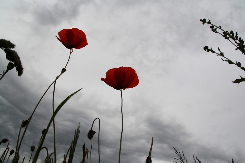 klatschmohn - aus der sicht eines soldaten?