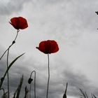 klatschmohn - aus der sicht eines soldaten?