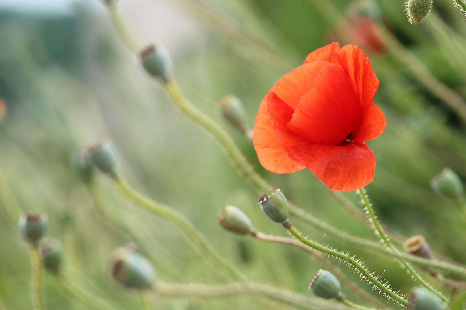 Klatschmohn