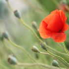 Klatschmohn