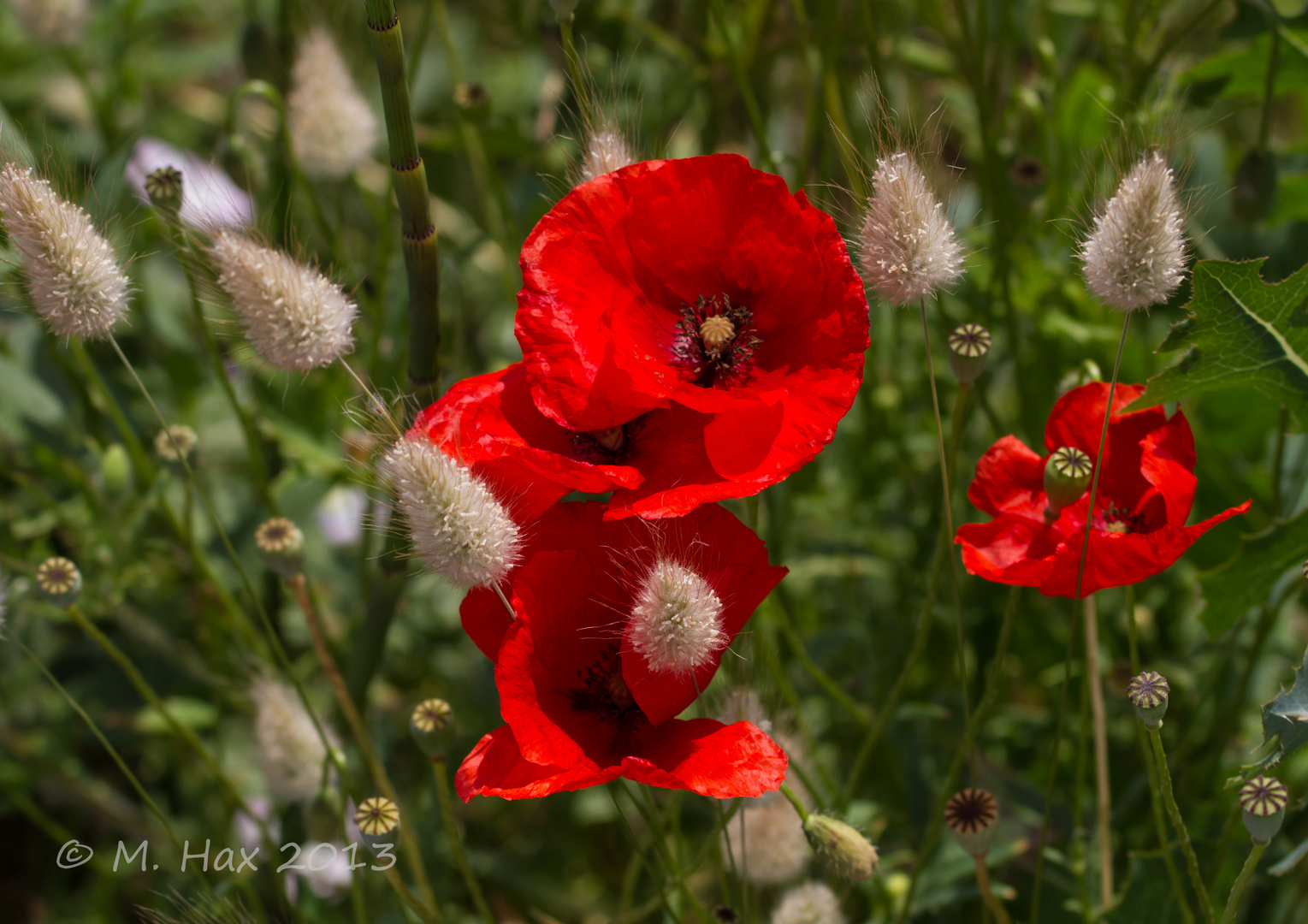 Klatschmohn