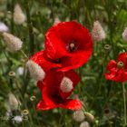 Klatschmohn