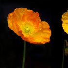 Klatschmohn