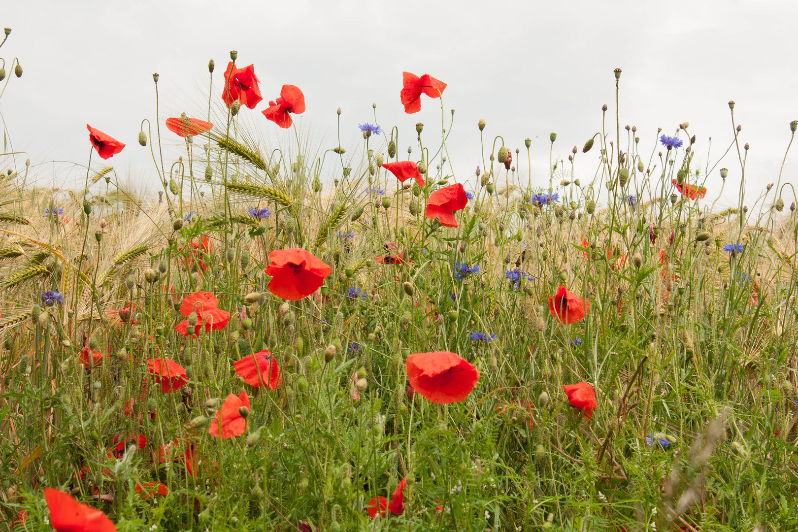 Klatschmohn