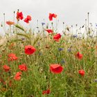 Klatschmohn