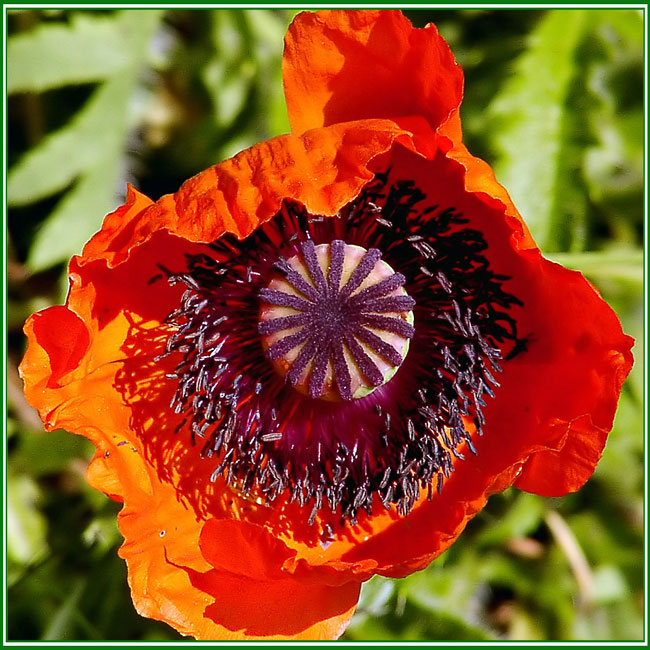 Klatschmohn