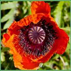 Klatschmohn