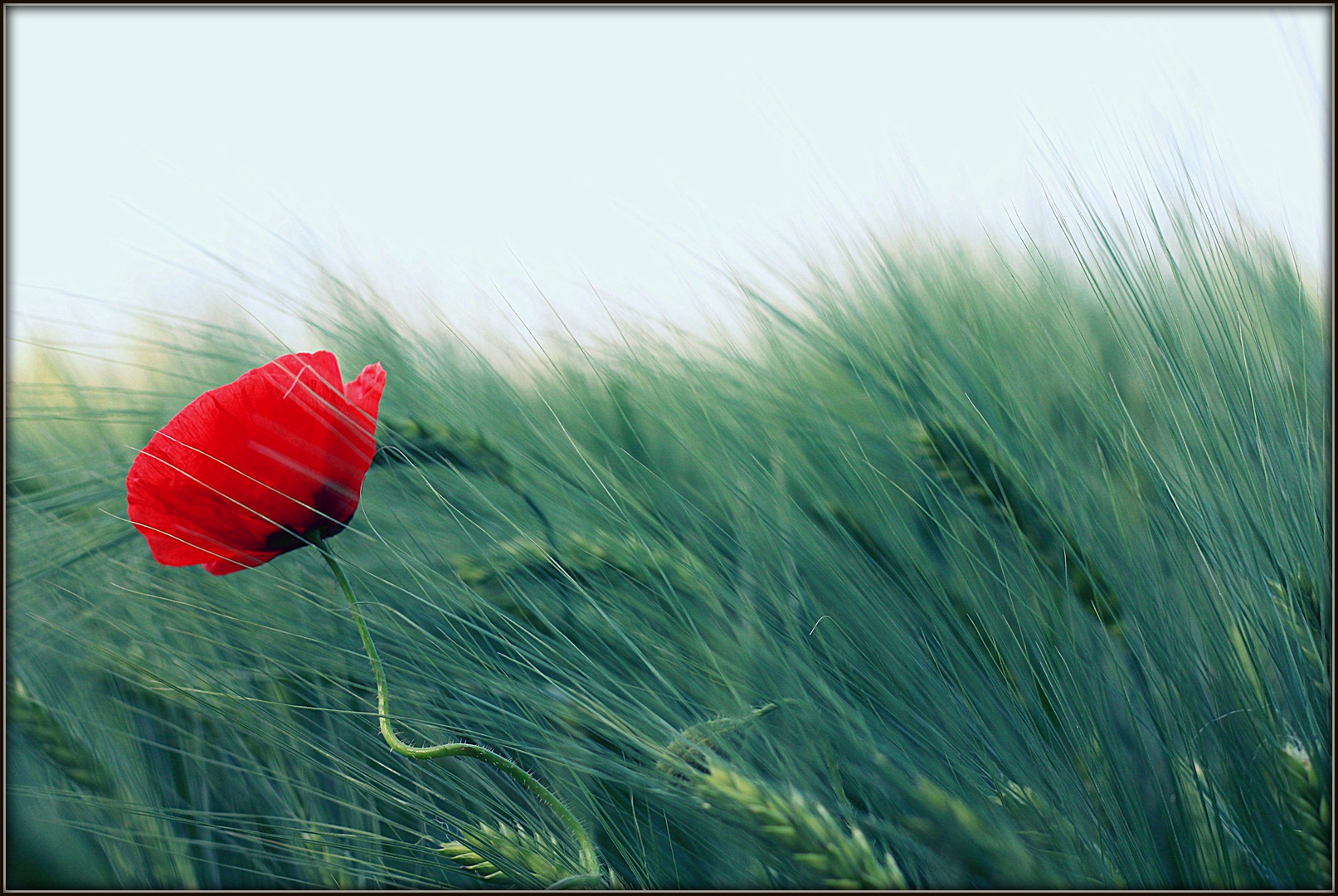 Klatschmohn