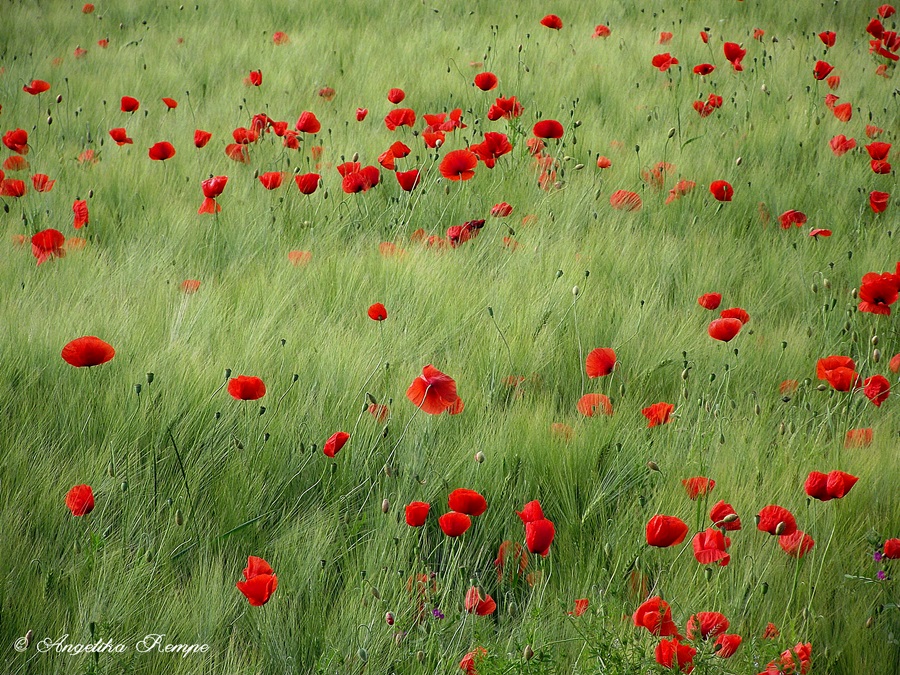 Klatschmohn