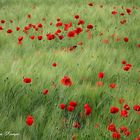 Klatschmohn