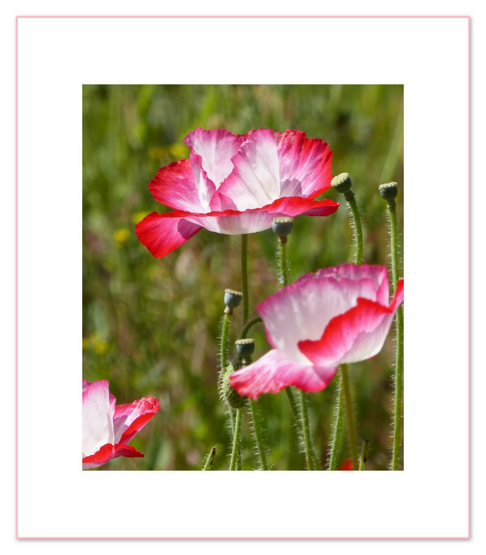 ***   KlatschMohn   ***