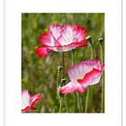 ***   KlatschMohn   ***