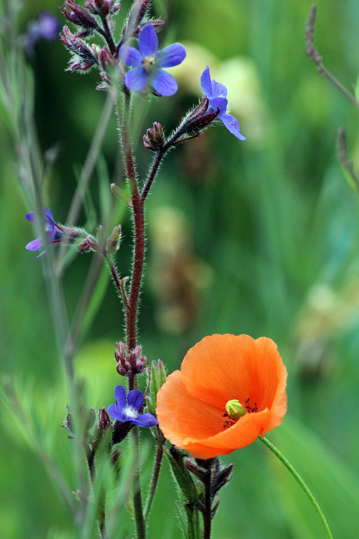 Klatschmohn